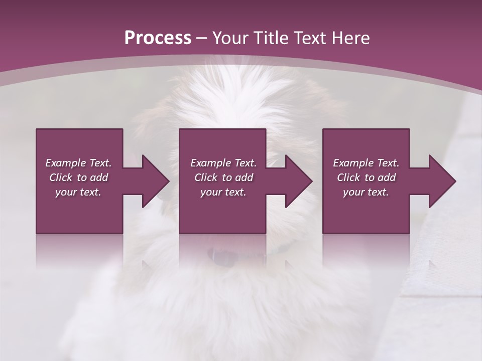 Pet Playful Apso PowerPoint Template