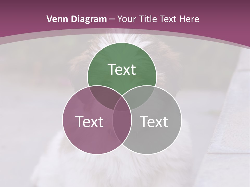 Pet Playful Apso PowerPoint Template