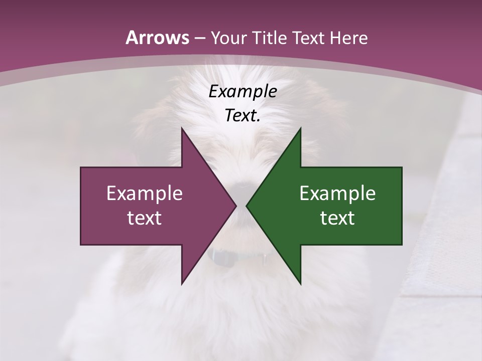 Pet Playful Apso PowerPoint Template