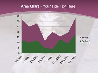 Pet Playful Apso PowerPoint Template