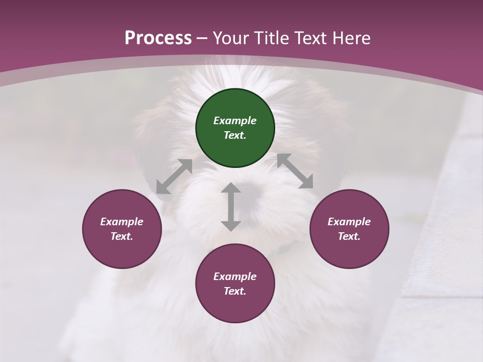 Pet Playful Apso PowerPoint Template