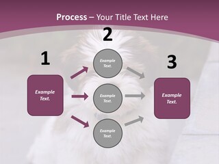 Pet Playful Apso PowerPoint Template