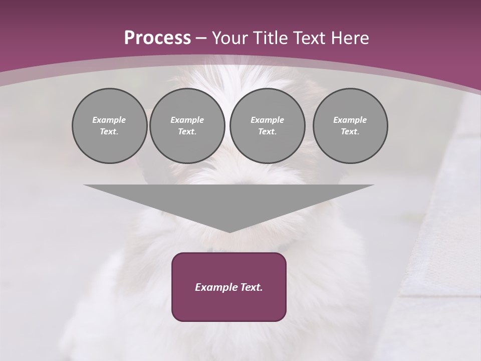 Pet Playful Apso PowerPoint Template