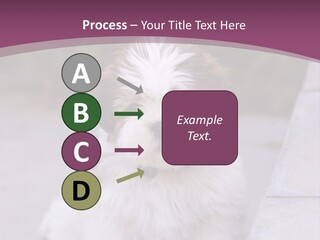 Pet Playful Apso PowerPoint Template