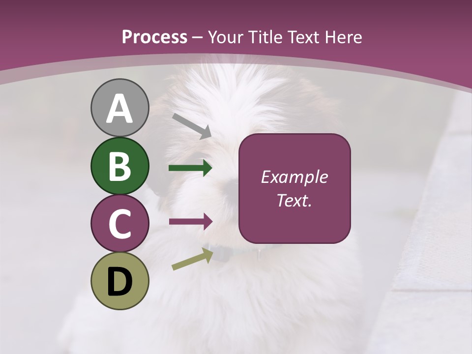 Pet Playful Apso PowerPoint Template