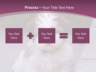 Pet Playful Apso PowerPoint Template