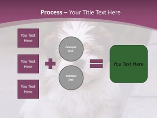 Pet Playful Apso PowerPoint Template