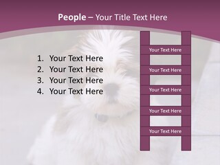 Pet Playful Apso PowerPoint Template