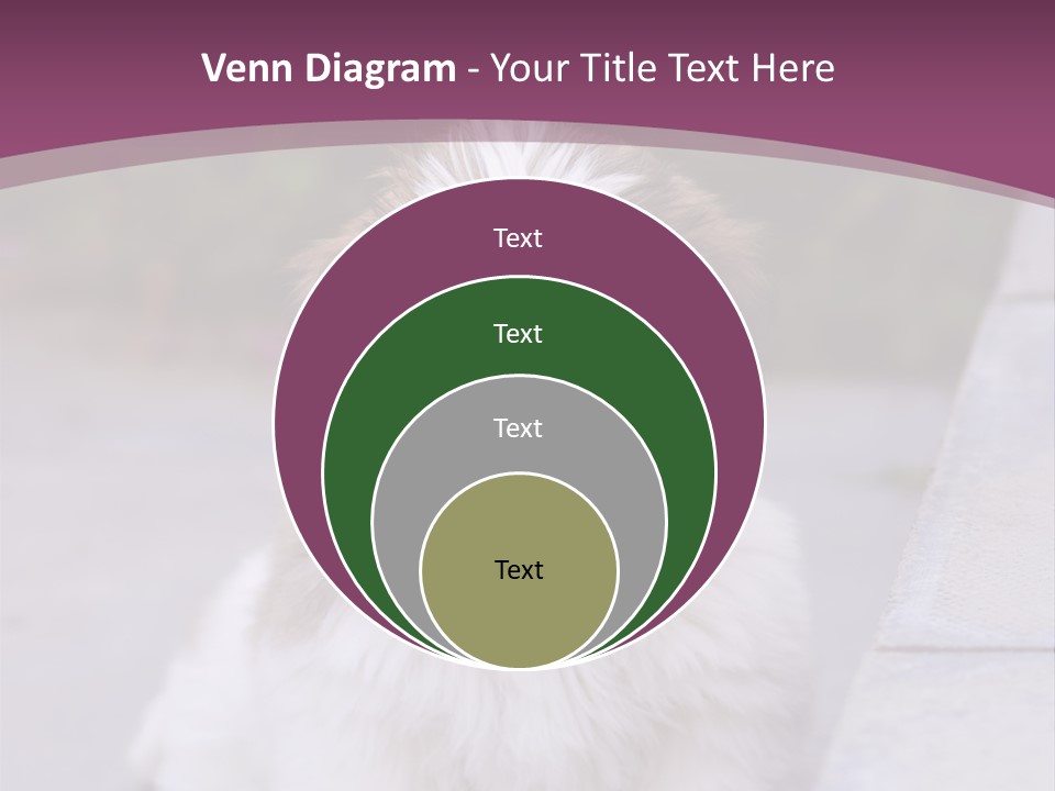 Pet Playful Apso PowerPoint Template