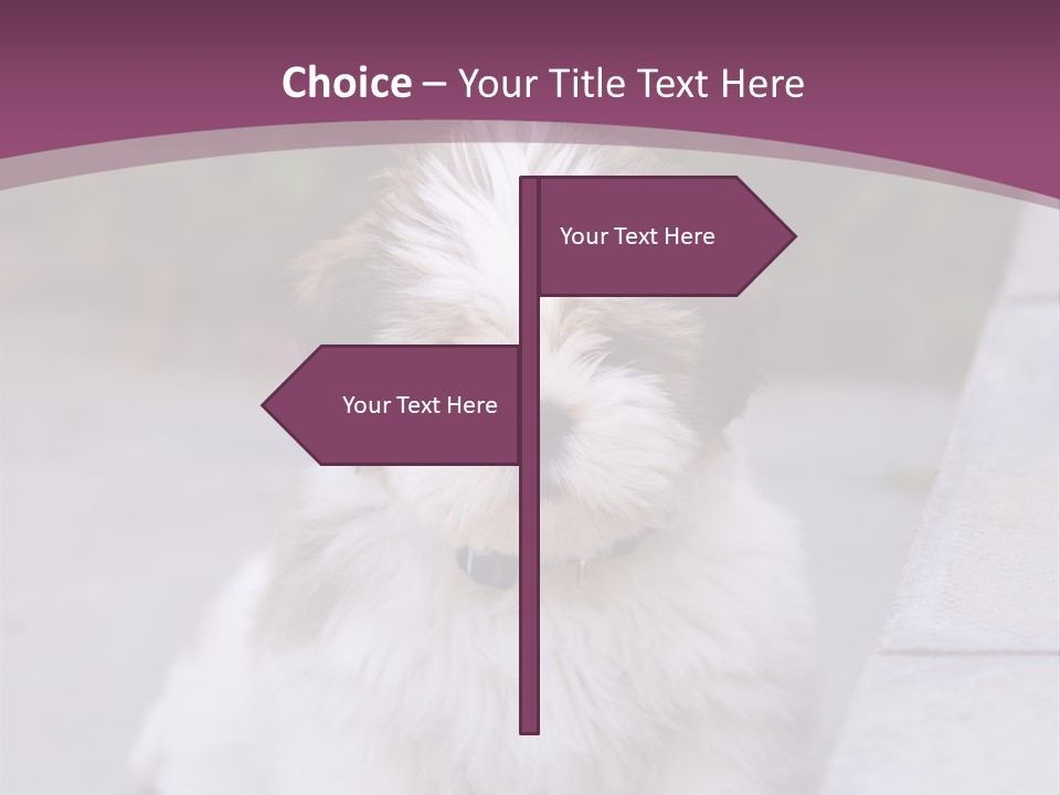 Pet Playful Apso PowerPoint Template