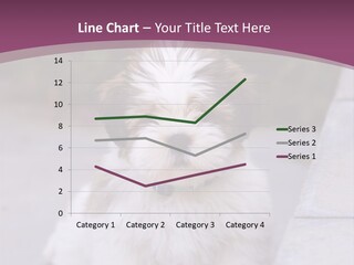 Pet Playful Apso PowerPoint Template