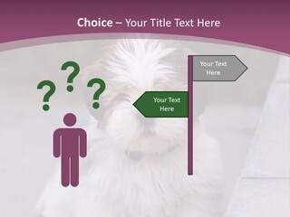 Pet Playful Apso PowerPoint Template
