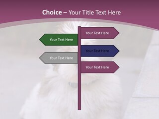 Pet Playful Apso PowerPoint Template
