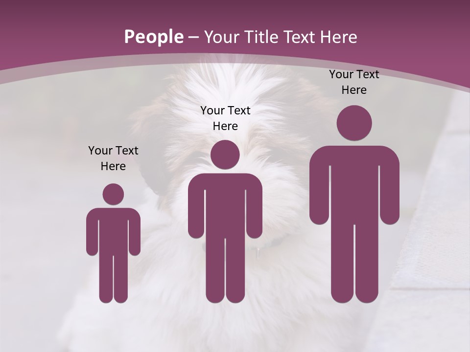 Pet Playful Apso PowerPoint Template