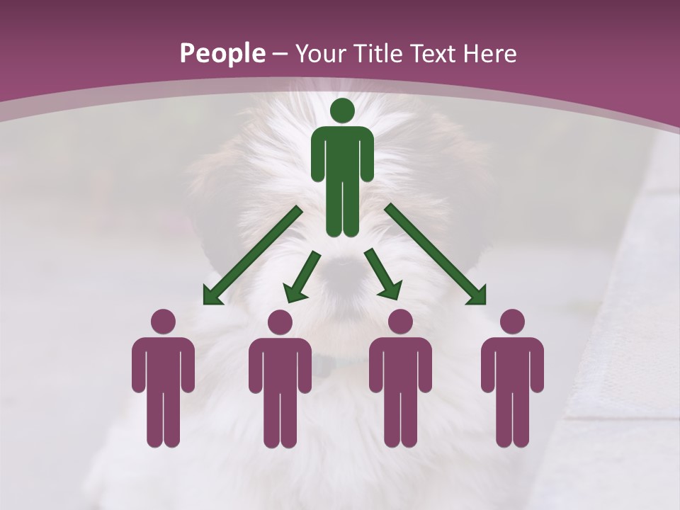 Pet Playful Apso PowerPoint Template
