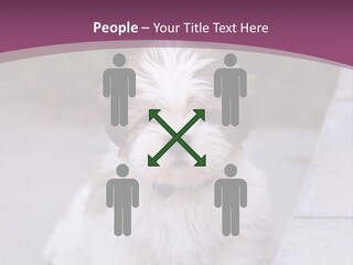 Pet Playful Apso PowerPoint Template