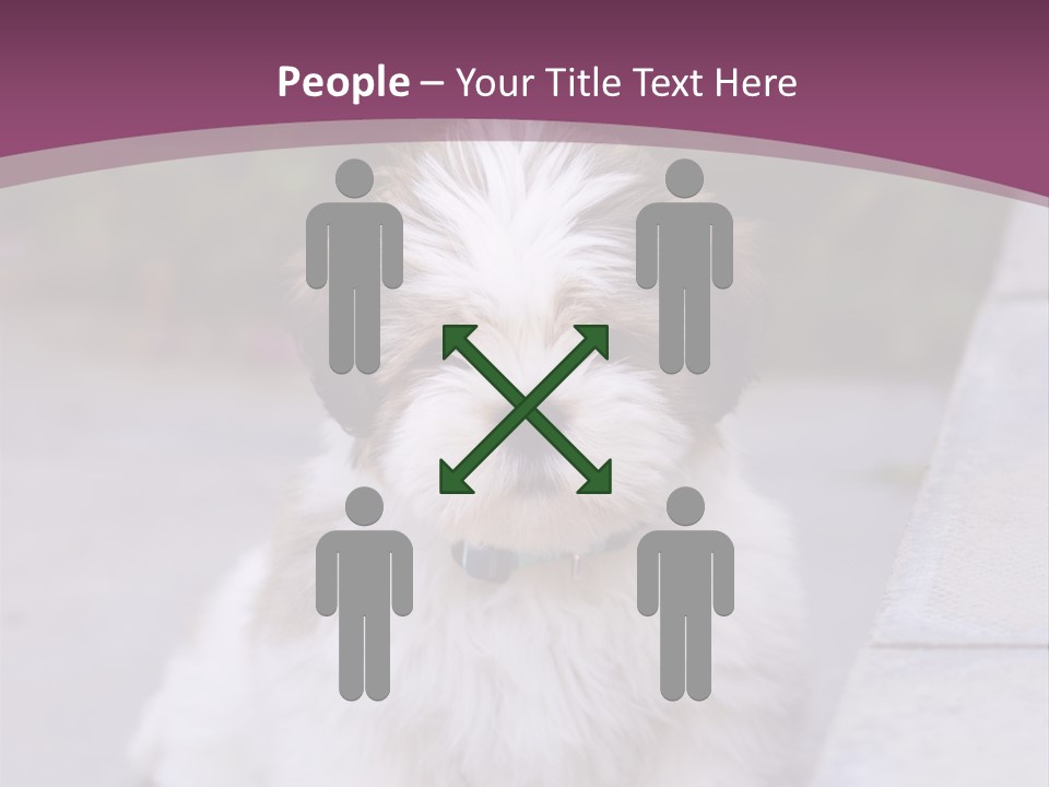 Pet Playful Apso PowerPoint Template