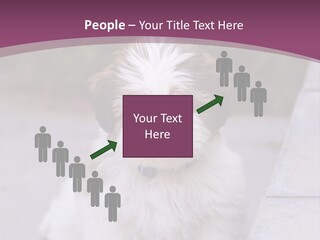Pet Playful Apso PowerPoint Template