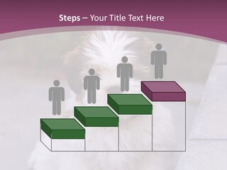 Pet Playful Apso PowerPoint Template