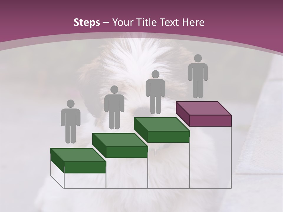Pet Playful Apso PowerPoint Template