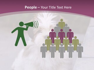 Pet Playful Apso PowerPoint Template