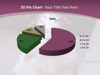 Pet Playful Apso PowerPoint Template