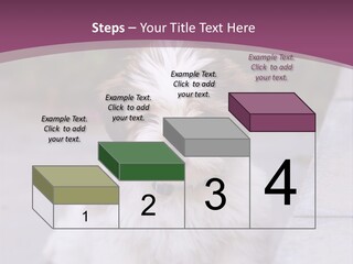 Pet Playful Apso PowerPoint Template