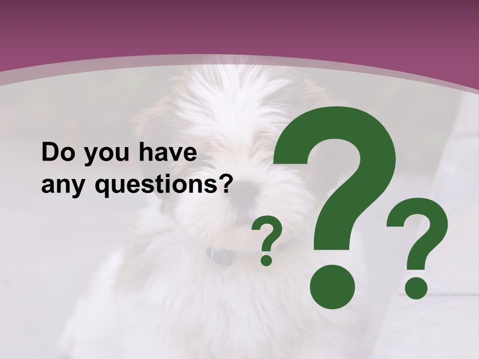 Pet Playful Apso PowerPoint Template