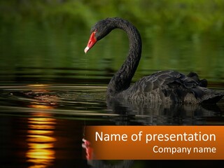 Single Lake Bird PowerPoint Template
