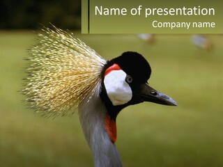 African Male Beak PowerPoint Template