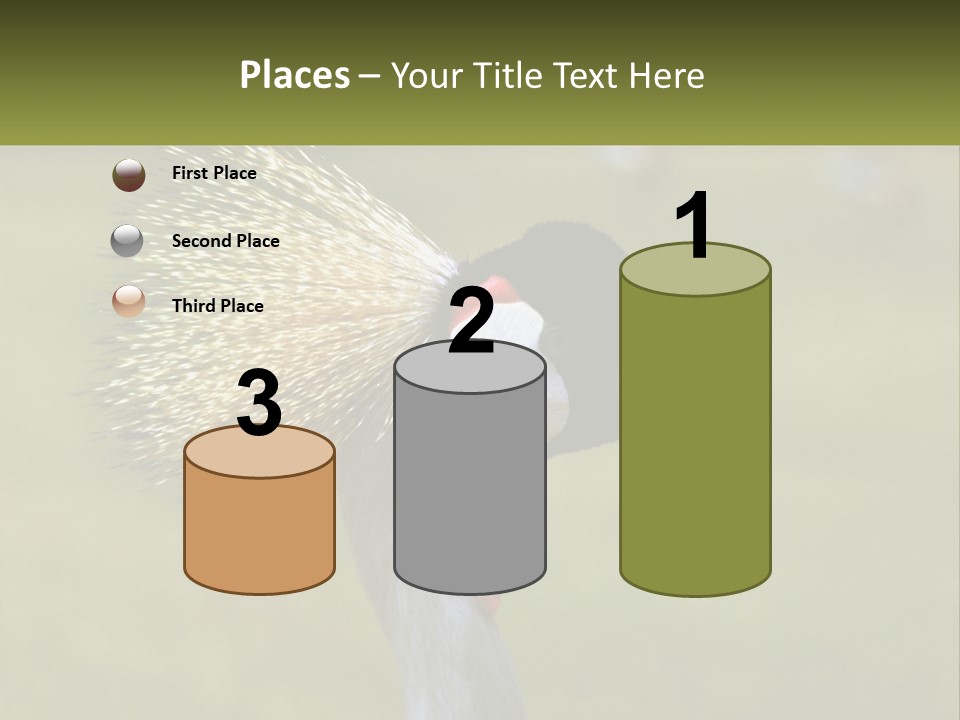 African Male Beak PowerPoint Template