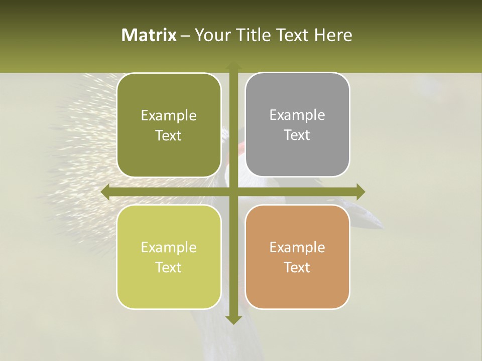 African Male Beak PowerPoint Template