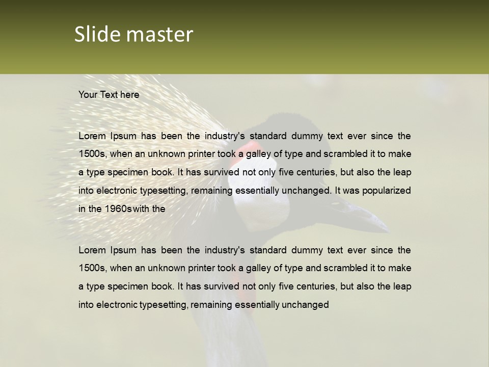 African Male Beak PowerPoint Template