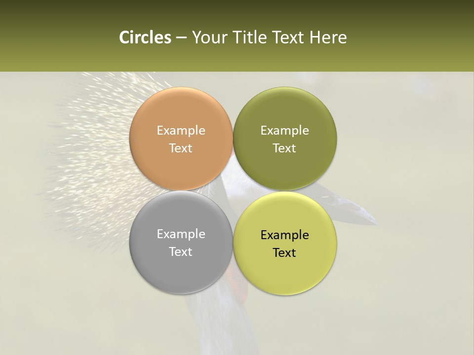 African Male Beak PowerPoint Template