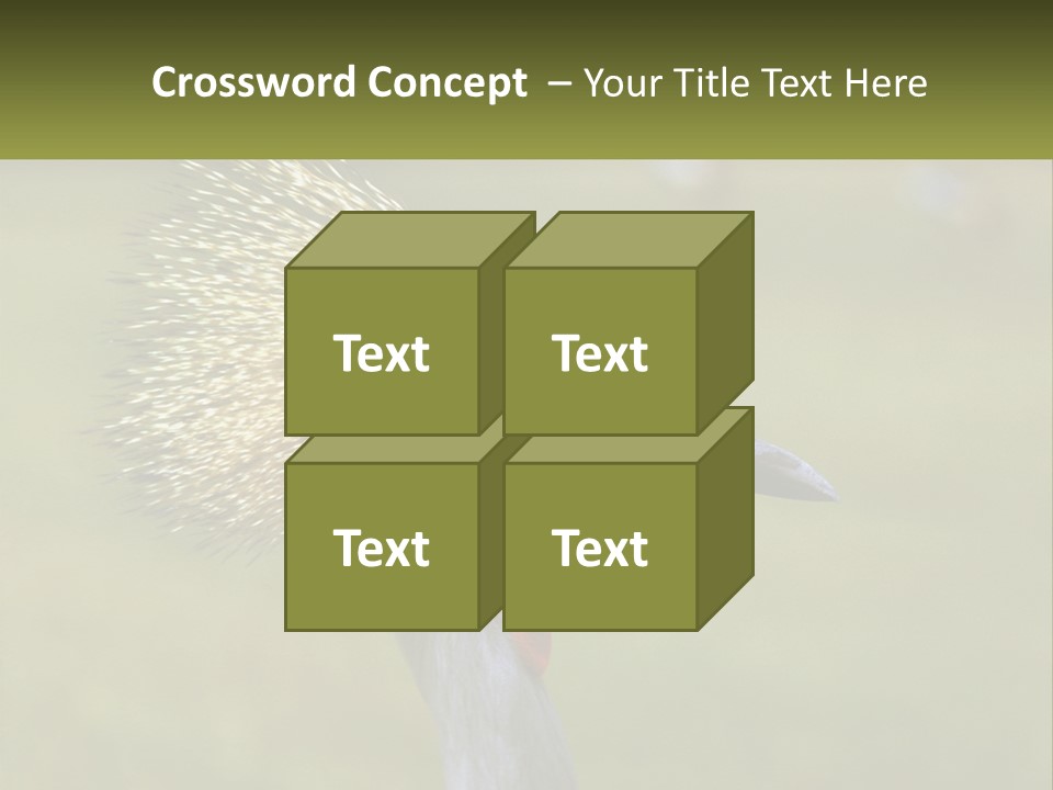African Male Beak PowerPoint Template