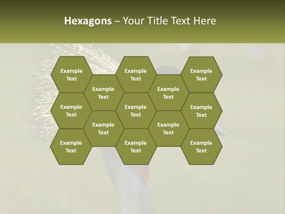 African Male Beak PowerPoint Template