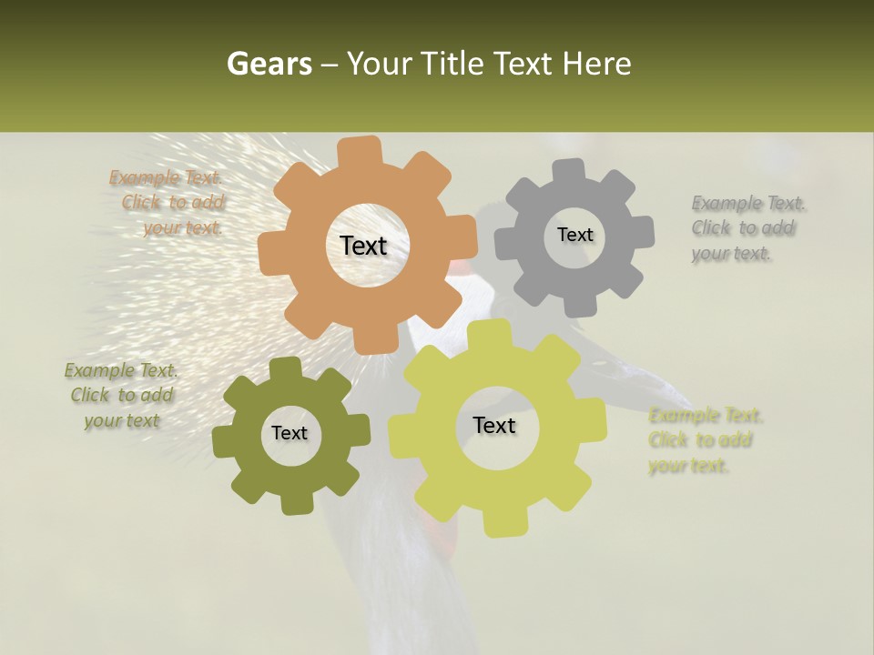 African Male Beak PowerPoint Template