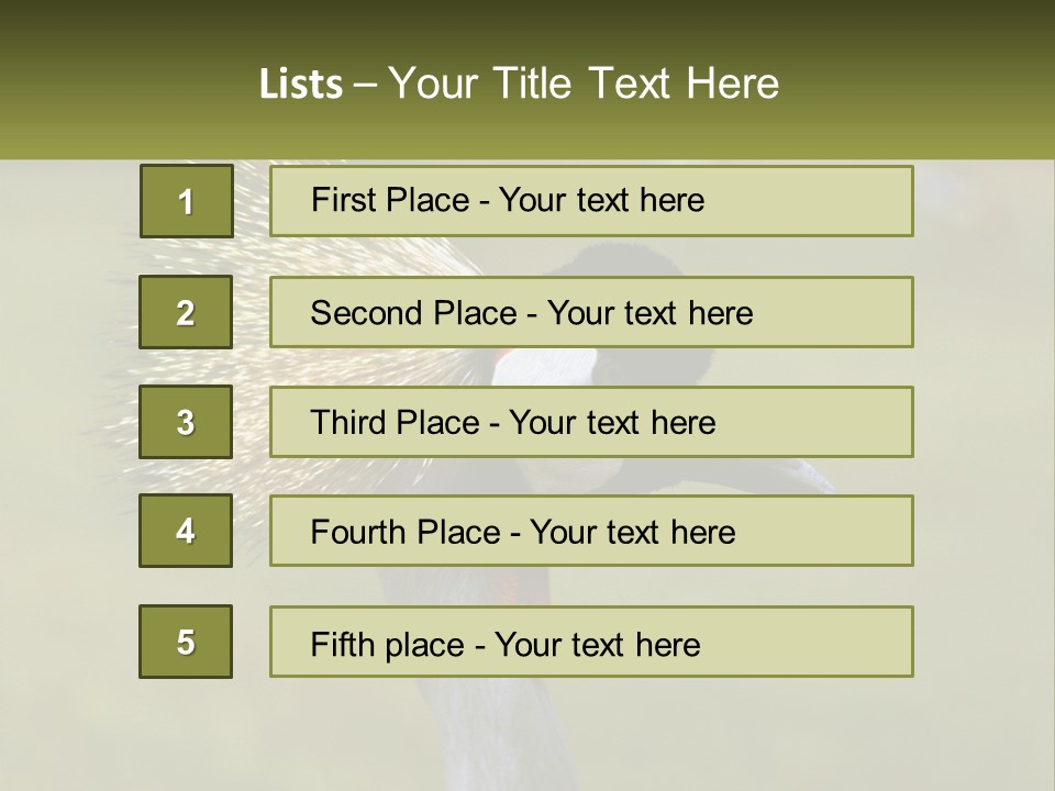 African Male Beak PowerPoint Template