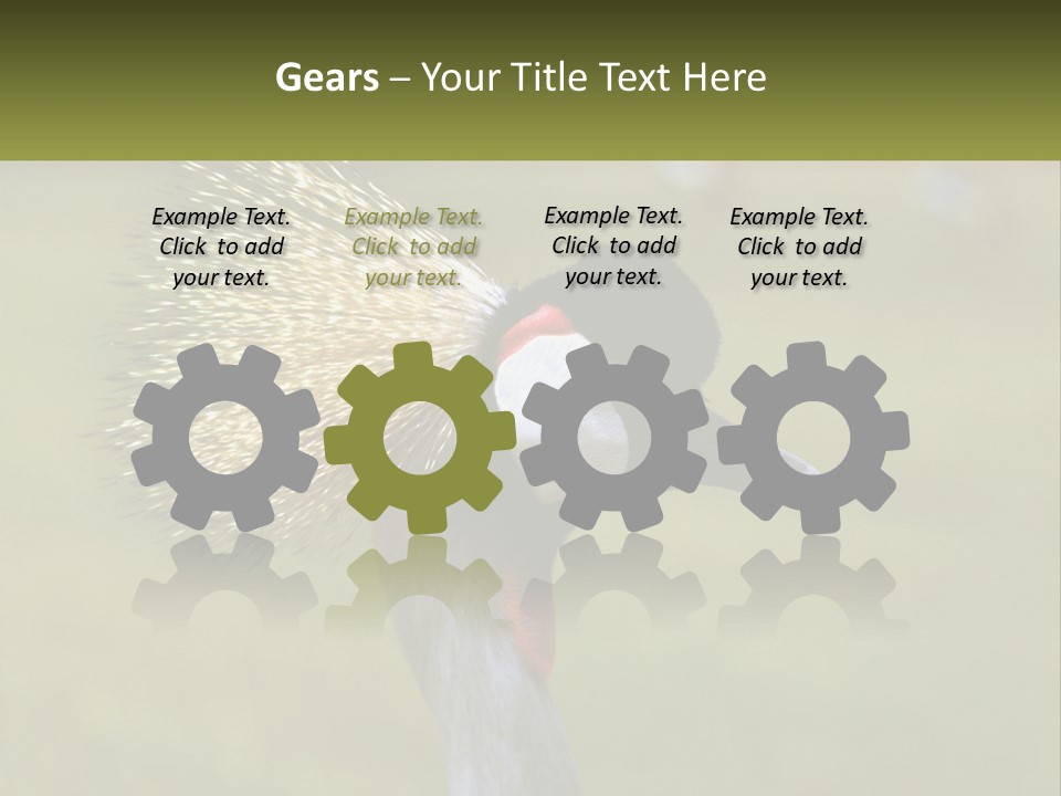 African Male Beak PowerPoint Template