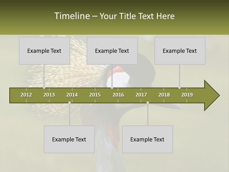 African Male Beak PowerPoint Template