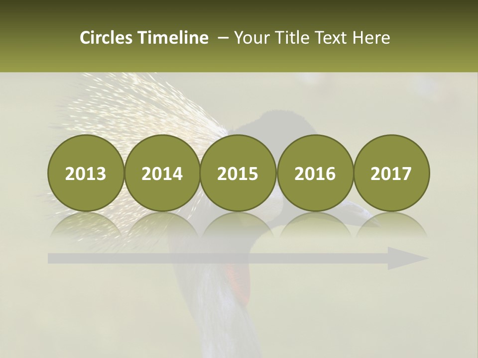 African Male Beak PowerPoint Template