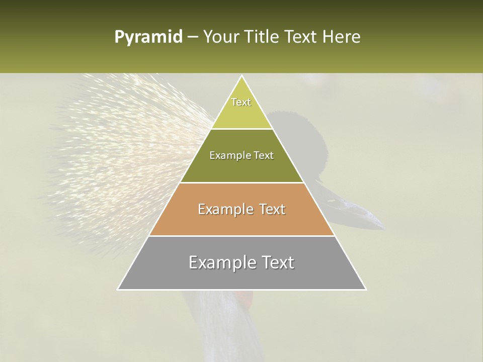 African Male Beak PowerPoint Template
