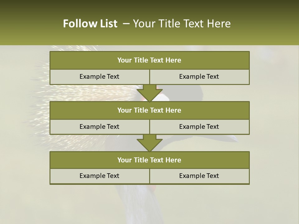 African Male Beak PowerPoint Template