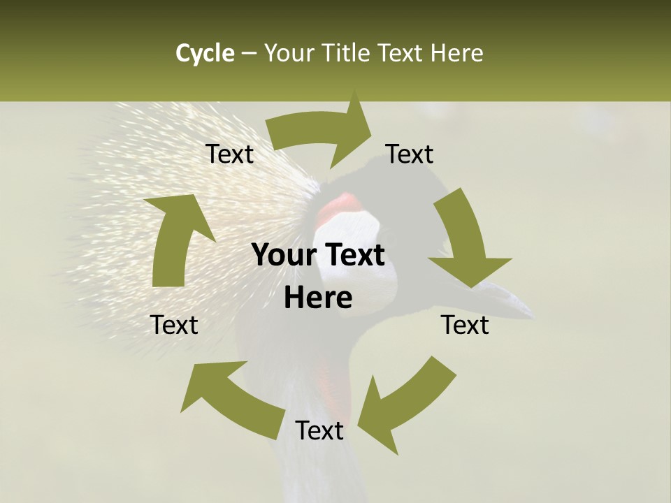 African Male Beak PowerPoint Template