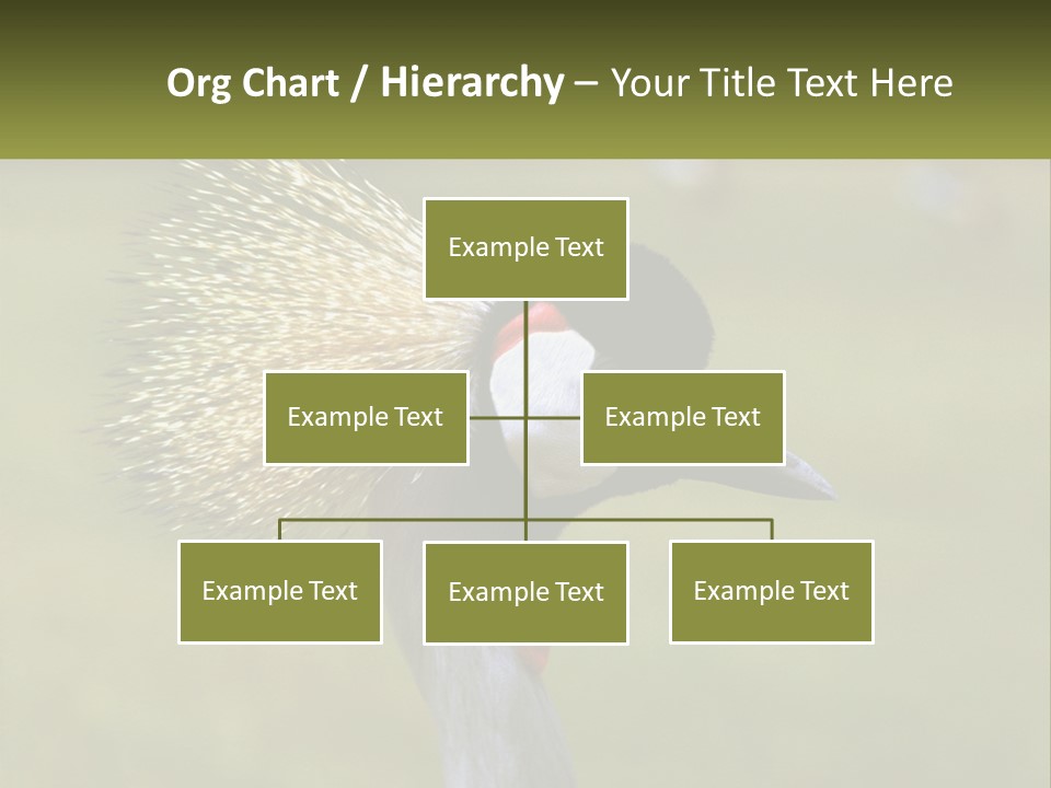 African Male Beak PowerPoint Template