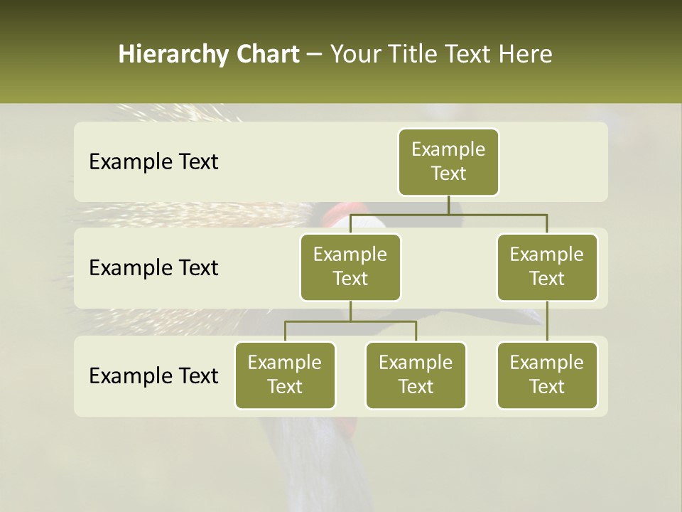 African Male Beak PowerPoint Template