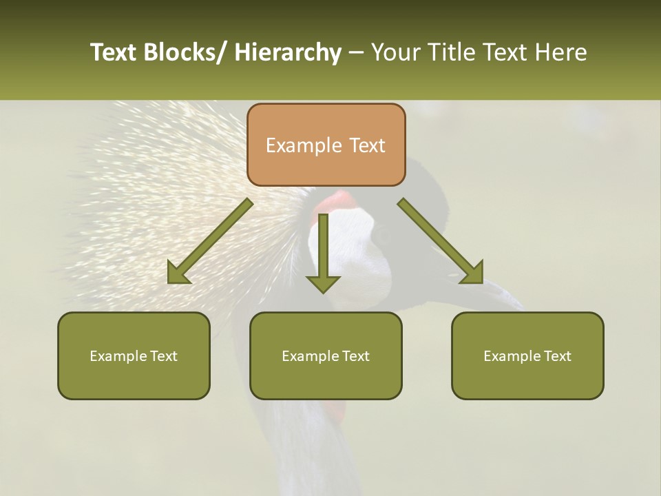 African Male Beak PowerPoint Template