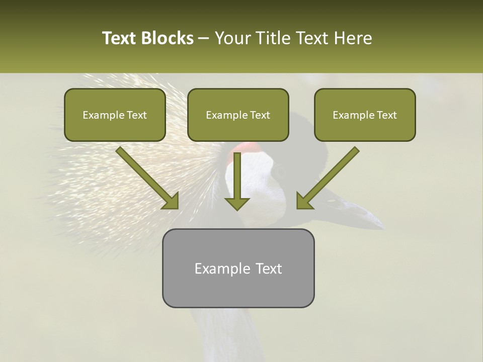 African Male Beak PowerPoint Template