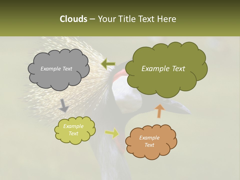 African Male Beak PowerPoint Template