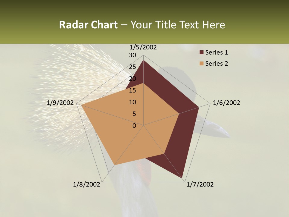 African Male Beak PowerPoint Template